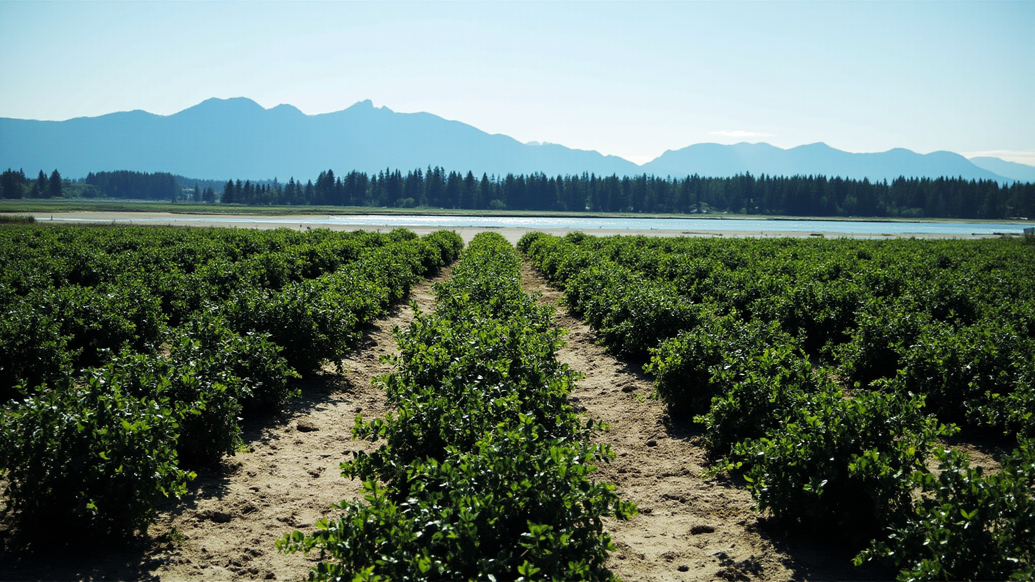 Abbotsford Berry Picking and Farm Guide