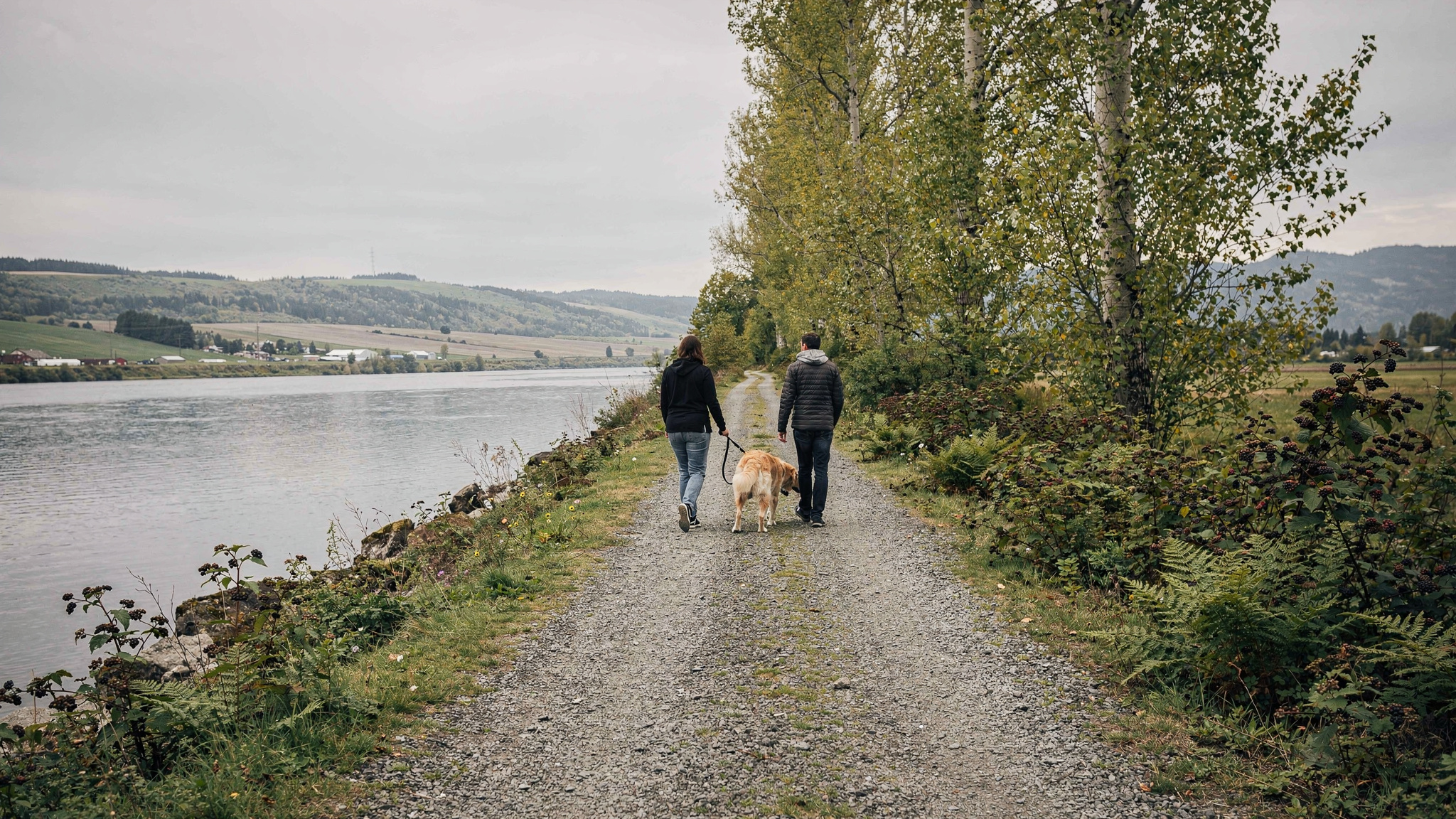 Two hikers and a golden retriever walking along the flat riverside dike trail beside the Fraser River near Matsqui Trail Regional Park, Abbotsford BC