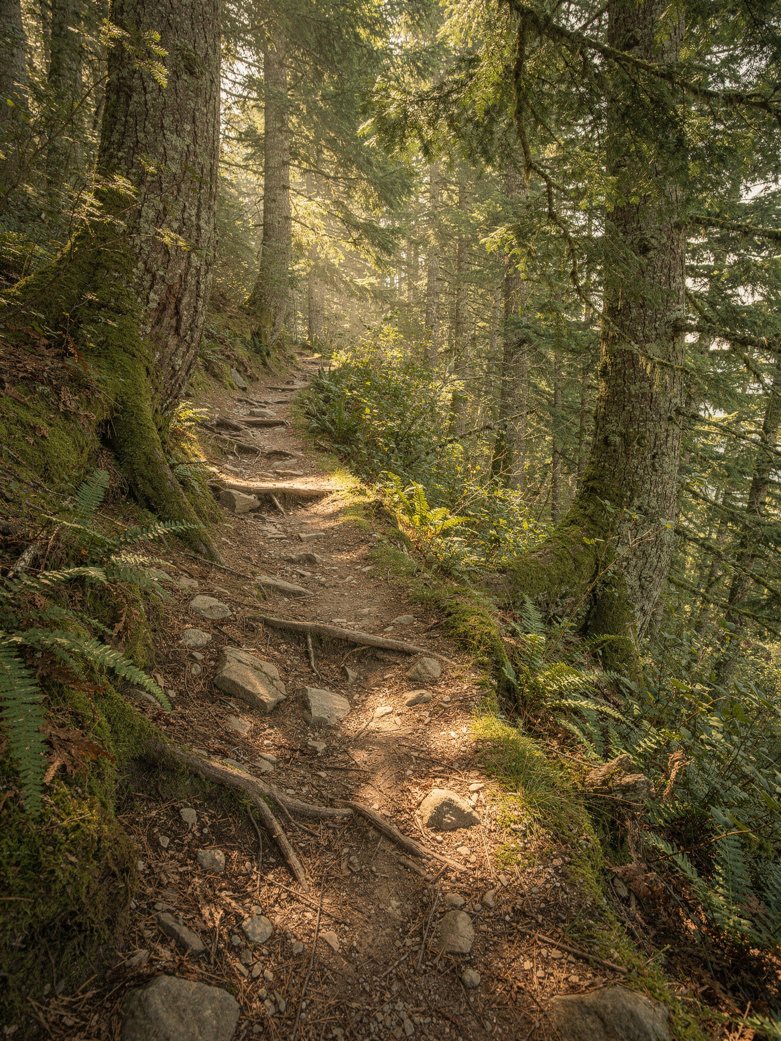 sumasmountain sec0 abbotsford v2 Sumas Mountain Regional Park: Hiking Guide for Abbotsford's Best Summit Trail Network and Difficulty Levels